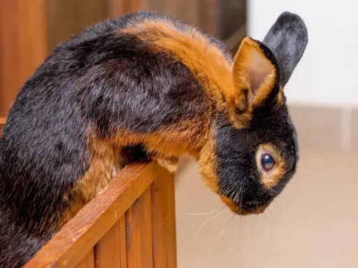 Ein Lohkaninchen mit schwarz-braunem Fell sitzt auf einem Holzsteg. Ein Züchter freut sich über diesen schönen Farbenschlag.