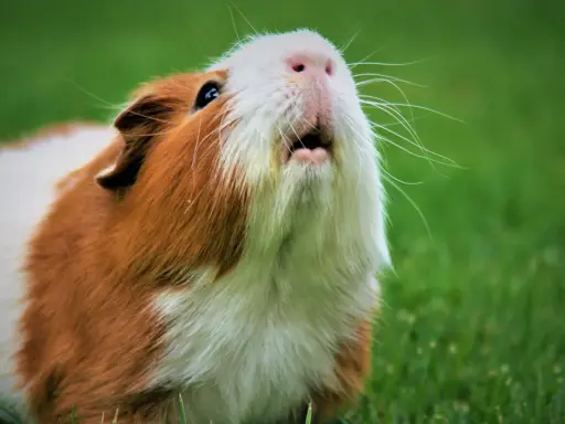 Ein Meerschweinchen mit braun-weißer Fellzeichnung sitzt im Gras und gurrt wie eine Taube.