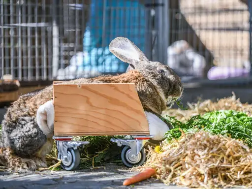 Ein Kaninchen mit einem Rollstuhl frisst genüsslich Grünzeug.
