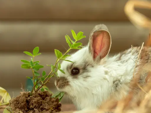 Ein flauschiges Kaninchen knabbert an einer grünen Pflanze. Vorsicht, manche Pflanzen sind giftig und können Kaninchen schaden!