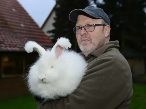 Mann hält ein flauschiges Angorakaninchen im Arm. Das Kaninchen ist fast vollständig von seiner weißen Wolle verdeckt.