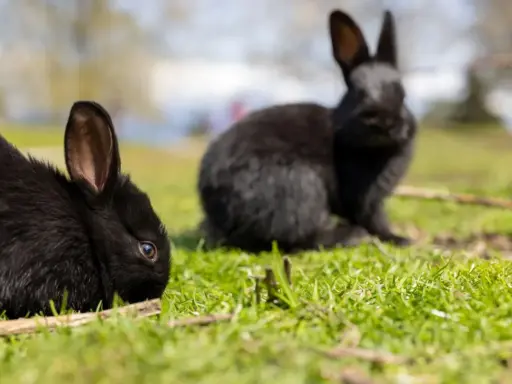 Zwei schwarze Kaninchen auf einer grünen Wiese. Vielleicht suchen Sie nach Alaska Kaninchen kaufen?