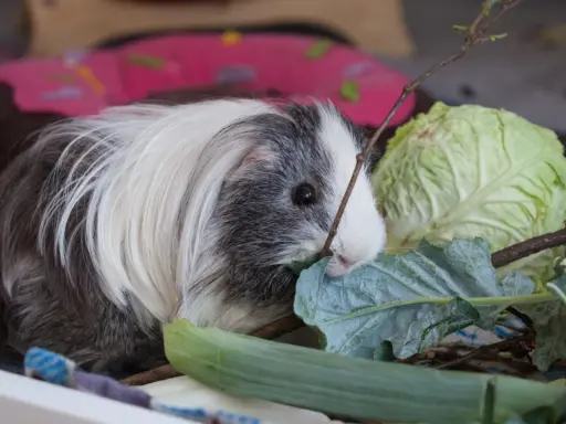 Ein flauschiges Meerschweinchen knabbert genüsslich an einem Blatt Feldsalat, daneben liegt ein Kohlkopf.