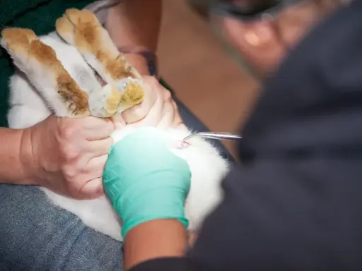 Tierarzt führt eine Operation durch, um ein Kaninchen zu kastrieren.