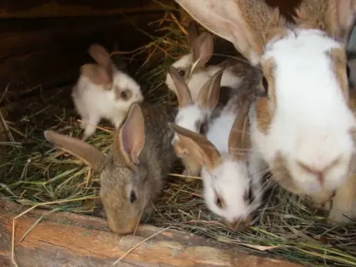 Einige Kaninchen kuscheln sich in ihrem gemütlichen kaninchen nest aus Stroh.