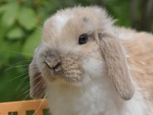 Ein süßer Widder Kaninchen mit langen Ohren und einem neugierigen Blick sitzt im Grünen.