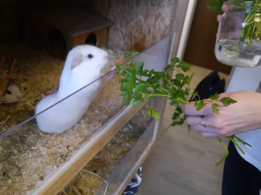 Ein weißes Meerschweinchen im Gehege freut sich über frische Petersilie, die ihm von einer Hand gereicht wird.