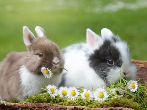 Zwei süße Kaninchen, eines braun und weiß, das andere schwarz und weiß, knabbern an Gänseblümchen. Sie sehen aus, als würden sie sich auf ein Frühstück mit Haferflocken freuen.