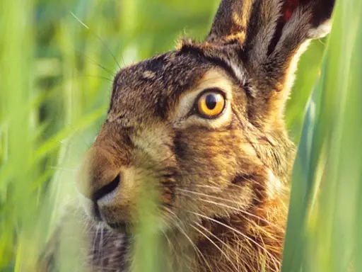 Ein Hase versteckt sich im hohen Gras. Seine großen, gelben hase augen blicken neugierig in die Ferne.