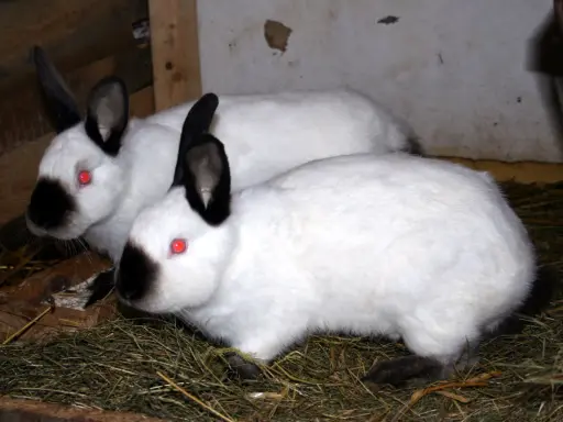 Zwei weiße Russen Kaninchen mit roten Augen und schwarzen Ohren und Nasen sitzen im Stroh.