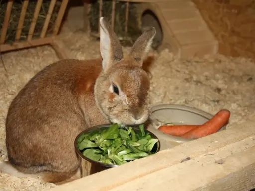 Braunes Kaninchen frisst Salat aus Napf, daneben Karotten. Eine gesunde kaninchen futterliste für glückliche Hoppels.