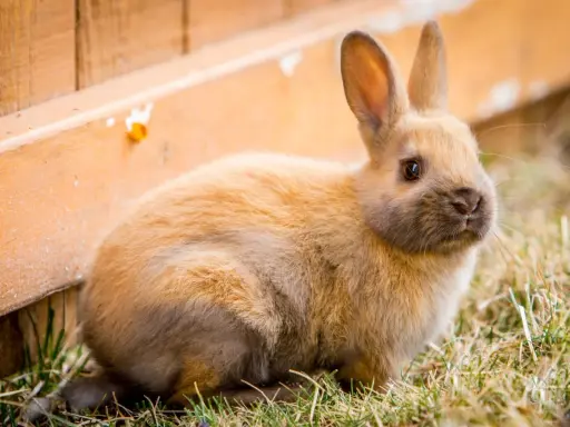 Ein flauschiges Kaninchen sitzt im Gras neben einem Holzzaun. Es bereitet sich auf den Kaninchen Nestbau vor.