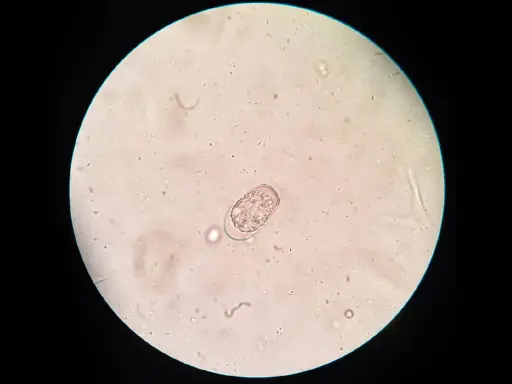Mikroskopische Aufnahme eines Kokzidien-Oozysten, typisch für Kokzidiose bei Kaninchen.