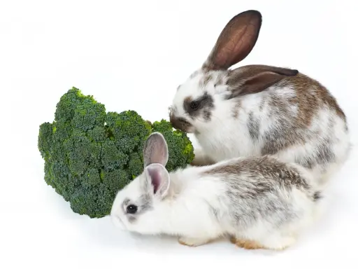 Zwei Kaninchen knabbern genüsslich an einem grünen Brokkoli.