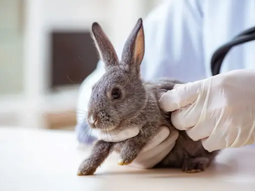Ein Tierarzt untersucht ein Kaninchen, das oft hintereinander niest.
