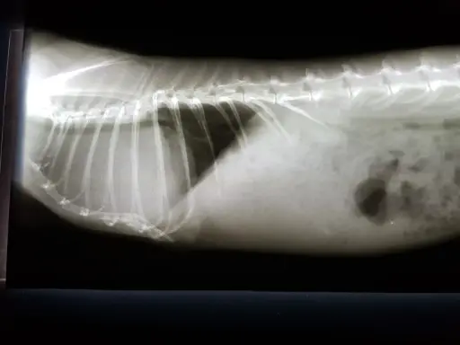 Röntgenbild eines Kaninchens mit einem auffälligen Schatten im Bauchraum, der auf einen möglichen **Kaninchen Tumor** hindeutet.