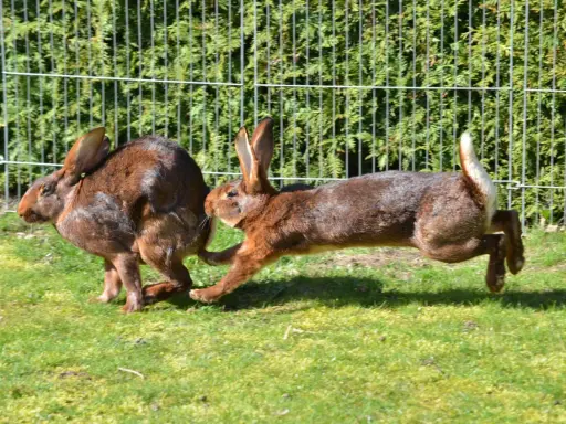 Zwei braune Kaninchen jagen sich im Kreis über eine grüne Wiese vor einem Zaun.