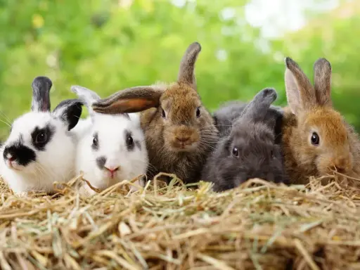 Fünf süße Kaninchen, darunter ein Kalifornier Kaninchen, kuscheln sich im Heu.