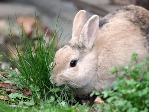 Ein flauschiges Kaninchen knabbert genüsslich an frischem Schnittlauch.