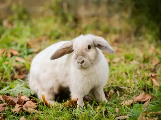 Ein flauschiges weißes Kaninchen sitzt im Gras. Es fragt sich, warum buddeln Kaninchen, vielleicht um sich zu verstecken oder ein Nest zu bauen.