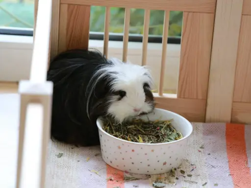 Ein flauschiges Meerschweinchen mit schwarz-weißer Fellzeichnung frisst genüsslich aus einem Sternen-Napf mit trockenfutter.