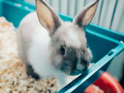 Kleines Kaninchen im Käfig, das stubenrein machen lernt.