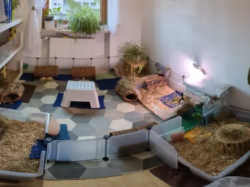 Meerschweinchen-Gehege mit viel Einstreu, Häusern und Spielzeug. Hier leben viele kleine Nager, die manchmal etwas stinken.
