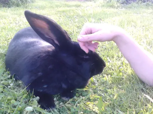 Eine Hand streichelt sanft ein schwarzes Kaninchen im Gras.