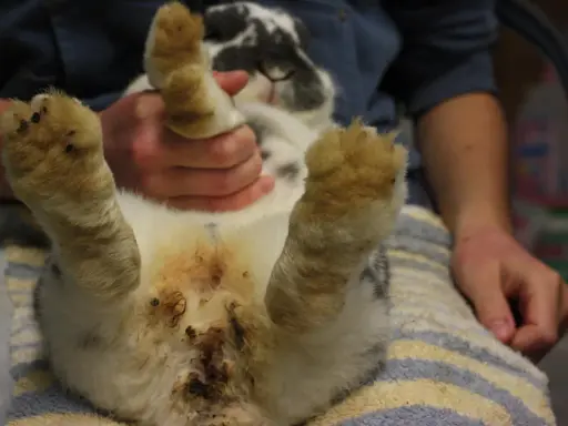 Kaninchen after mit kot verklebt, die Pfoten sind ebenfalls verschmutzt.
