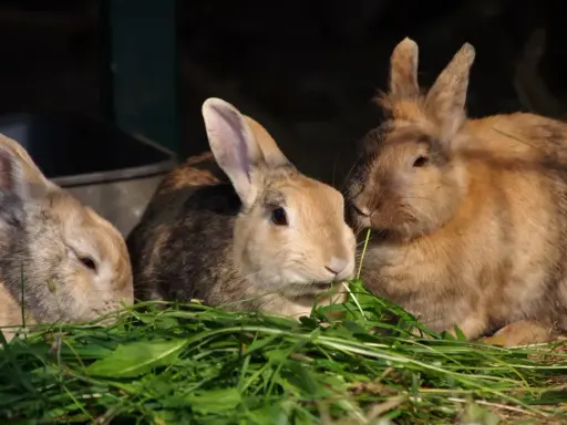 Drei Kaninchen fressen genüsslich frisches Grün. Sie zeigen, was fressen wildkaninchen: Gras und Kräuter.