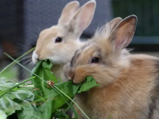 Zwei Kaninchen fressen genüsslich grünes Blattgemüse. Hoffentlich haben sie keine kaninchen zahnprobleme, denn das Futter sieht lecker aus.