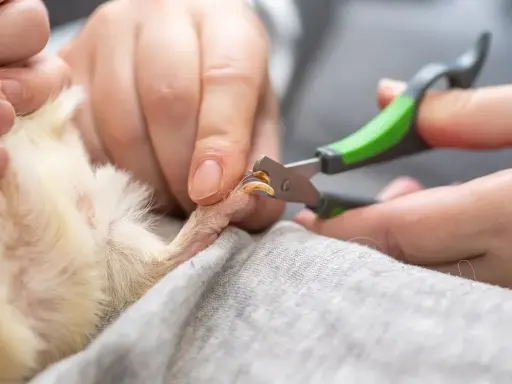 Hände schneiden vorsichtig die Krallen eines Meerschweinchens mit einer kleinen Schere.