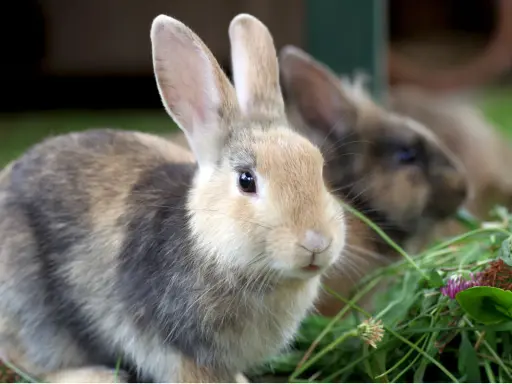 Zwei Kaninchen fressen im Gras. Ein Kaninchen mit braun-grauem Fell und hellem Gesicht ist im Vordergrund. Ein weiteres Kaninchen ist unscharf im Hintergrund zu sehen.