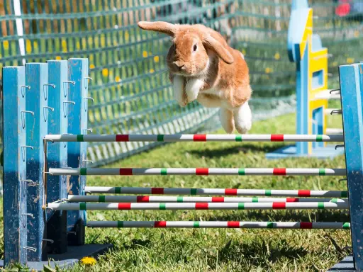 Ein braunes Kaninchen fliegt über ein Hindernis. Man sieht, wie hoch springen kaninchen bei diesem Agility-Parcours.
