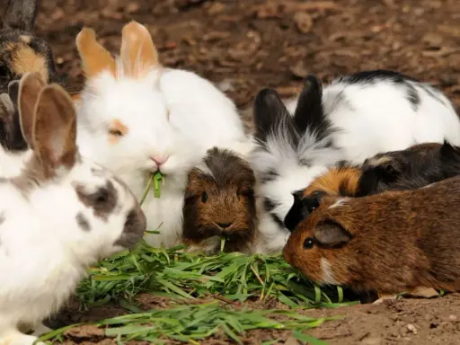 Eine Gruppe von Meerschweinchen und Kaninchen teilt sich genüsslich frisches Gras.