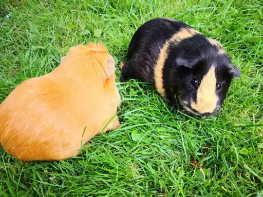 Zwei Meerschweinchen, eines orange und eines schwarz-gelb gestreift, genießen das Gras.