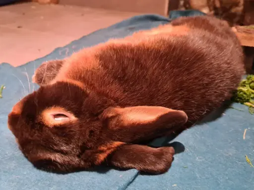 Ein braunes Kaninchen liegt entspannt auf einer blauen Decke. Es scheint, als ob das Kaninchen rammelt ununterbrochen, aber es ist nur ein Traum.