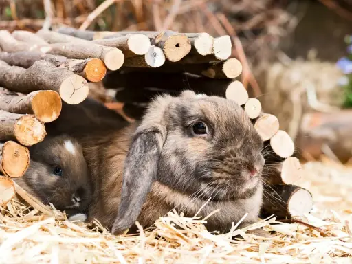 Zwei niedliche Zwergwidder, braun und grau, kuscheln sich in ihrem Unterschlupf aus Holz.