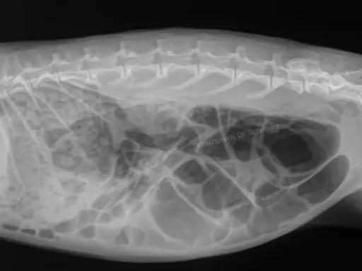 Röntgenbild eines Kaninchens. Der Bauch ist stark aufgebläht, was auf einen gluckernenden Darm hindeutet.