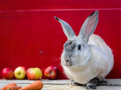 Ein flauschiger Castor Rex Hase sitzt vor einer roten Wand, daneben liegen Äpfel und Karotten.