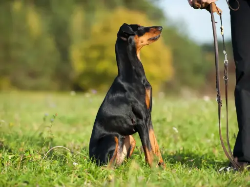 Schwarzer Dobermann sitzt im Gras, Blick nach oben. Ähnlich wie Dominanzverhalten Kaninchen Weibchen, zeigt der Hund Aufmerksamkeit.