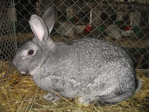 Ein graues kleinchinchilla kaninchen sitzt auf Stroh in einem Käfig.