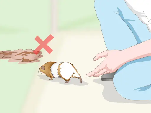 Ein Meerschweinchen wird von einer Person gehalten. Daneben ist eine Pfütze mit einem roten Kreuz, was bedeutet, dass Meerschweinchen baden nicht gut ist.