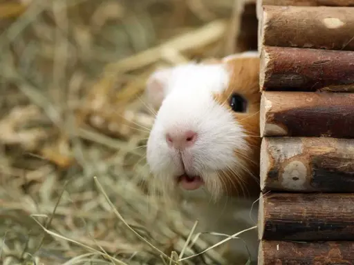 Ein Meerschweinchen lugt neugierig aus seinem Holzhaus. Wie viel Platz brauchen 2 Meerschweinchen? Genug, um sich wohlzufühlen und zu spielen!