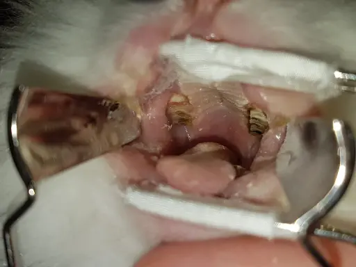 Nahaufnahme eines Kaninchens mit einem Abszess im Auge, der mit Tupfern und Instrumenten behandelt wird.