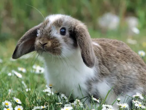 Ein süßes Kaninchen zittert leicht im Gras, umgeben von Gänseblümchen.