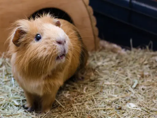 Ein flauschiges Meerschweinchen sitzt auf einer dicken Schicht Heu vor seinem Holzhaus.