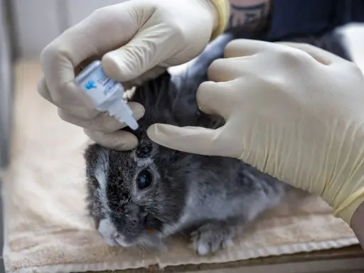 Tierarzt gibt einem Kaninchen ohne Fell Augentropfen.