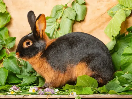 Ein Lohkaninchen schwarz mit braunen Akzenten sitzt inmitten grüner Blätter und kleiner Blüten auf Holz.