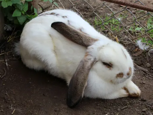 Ein weißes Kaninchen mit braunen Flecken und Schlappohren liegt entspannt im Dreck. Die Ohren sind ein guter Indikator für die Kaninchen Temperatur.